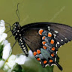 Meet your Posher, Lynette